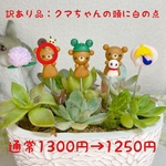 ハンドメイド　ガーデンピック　クマちゃんの梅雨ピック　多肉植物
