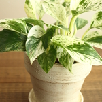 ポトス・マーブルクイーンとポット