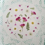 押し花素材596　ペラルゴニウムのセット　花材　ミックス　アソート