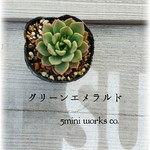 多肉植物エケベリア《グリーンエメラルド》　寄せ植えにも最適！　
