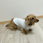 犬服【💧接触冷感水玉タンク　ブルー】