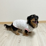 犬服【💧接触冷感水玉タンク　ピンク】