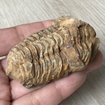 三葉虫の化石で古代へトリップ/三葉虫化石/天然石ブレスレット/パワーストーンブレスレット/ﾊﾟﾜｰｽﾄｰﾝ/ﾊﾟﾜｰｽﾄｰﾝﾌﾞﾚｽﾚｯﾄ