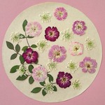 ミニバラとレースフラワーの押し花