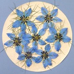 青いニゲラの押し花