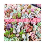mogu usagiさん専用です😊