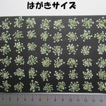 押し花　素材　花いろいろ(ホワイトレースフラワー)(４８枚)　２２１