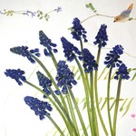 押し花素材(ムスカリ)
