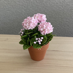 紫陽花　花鉢　3