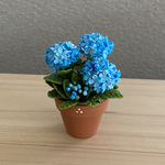 紫陽花　花鉢　5