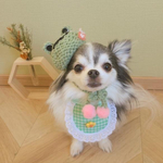 犬カエル帽子黄緑☆猫帽子ペット帽子カエルかぶりもの被り物