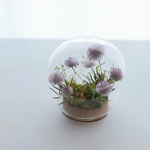 Botanical glassdome きつねあざみ C