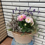 ナチュラルな寄せ植え