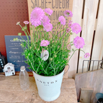 大きめ♡【毎年楽しめるお花】ピンクスカビオサ♪白系ブリキ鉢♡素敵な寄せ植えガーデニング