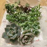 多肉植物カット苗パック