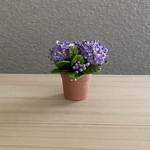 紫陽花　テラコッタ鉢   7