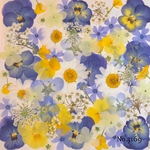 ♡new♡作家様必見♡押し花MIXセット♡押し花セット