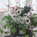 お花の贈り物✲*vivaﾟカプチーノのボリューム寄せ植え