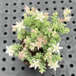 もうすぐ開花ミルキーウェイ　多肉植物