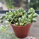 レインドロップス　セネシオ属　多肉植物