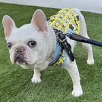 ♡接触冷感犬服オーダー★ずり落ち防止フレブル大集合マッチョタンクトップイエロー黄色♪中型犬小型犬フレブル服パグ服フレンチブルドッグ中型犬小型犬ボストンテリア