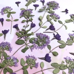 タイムの押し花
