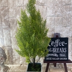 光触媒　人工観葉植物　ウォールグリーン　フェイク　フラワー　ゴールドクレスト小