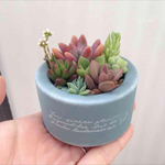 スカイブルー♡多肉植物寄せ植え