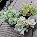 【送料込】初心者向け育てやすいセット★抜き苗★エケベリア★多肉★多肉植物★寄せ植え★