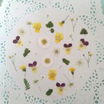 押し花素材605　ミニビオラと小花のセット　花材　ミックス　