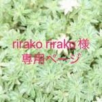 多肉植物種類増やしカット苗