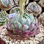 【再販】【多肉植物】シャーロットローズ《薔薇祭り中》20％オフ