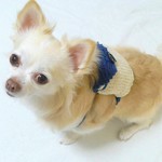 リュック いつでも可愛い ブークレブルーM