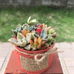 ★今だけプレゼント付き ★送料無料★♡そのまま飾れる♡リメ缶♬多肉植物寄せ植え╰(*´︶`*)╯♡