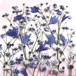 かすみ草の押し花　ブルー
