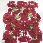 特価　ハナテマリの押し花