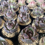 【多肉植物】ブラックローズ《薔薇祭り中》20%off