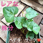 希少　ヘデラ　サーク　ハート型　可愛くって　アイビー　レアな