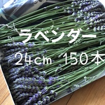 ラベンダーグロッソ カット ご予約販売 100本