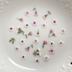 マイクロラッカー(押し花)