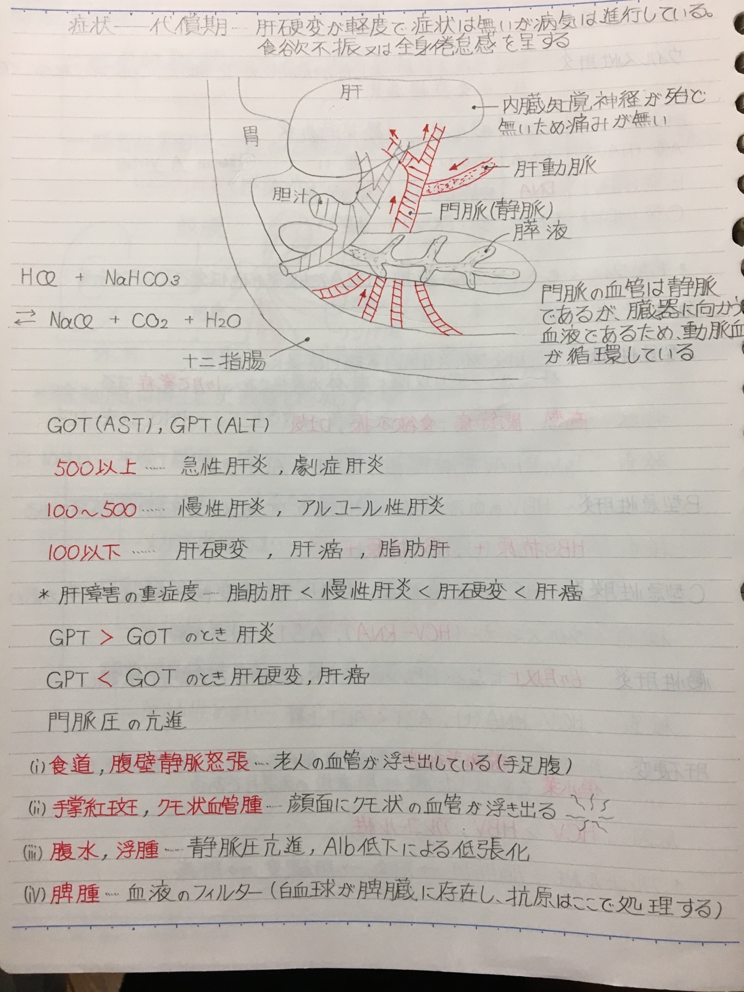 セット販売】A4サイズ 国試頻出疾患＋重要項目 まとめノート