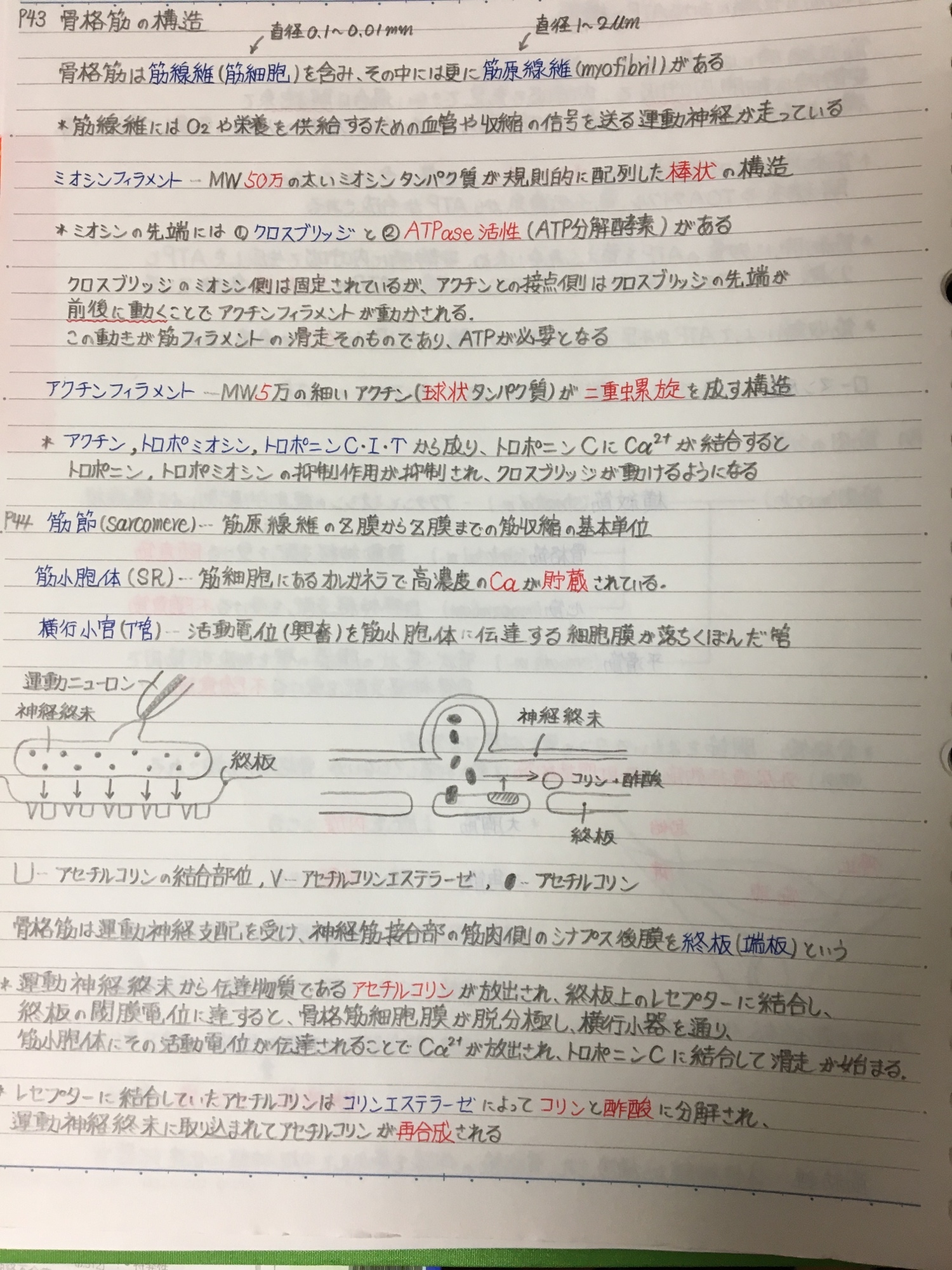 医療系学科定期試験、国家試験対策シリーズ【病理学・生理学】まとめ