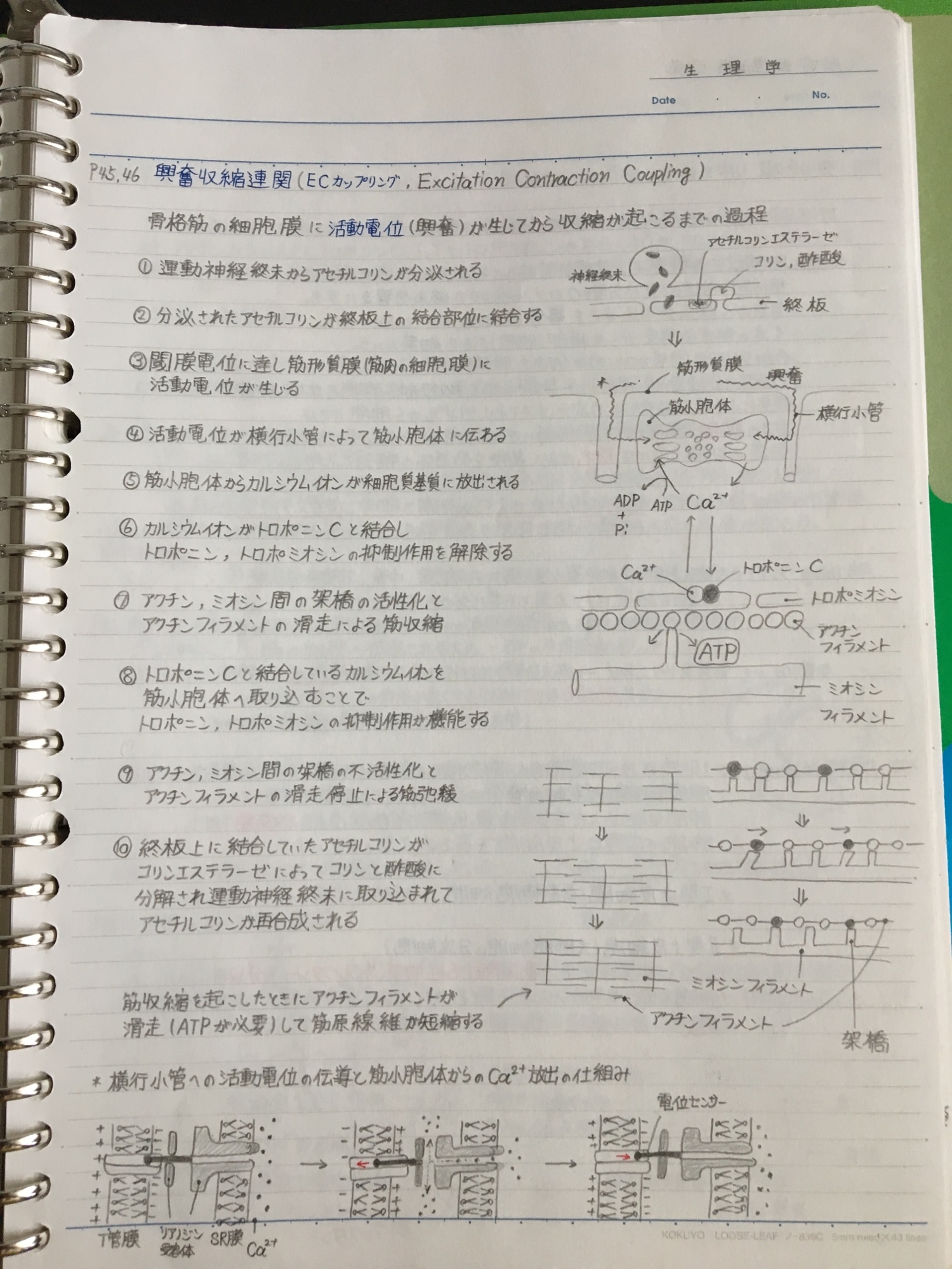【ステンノ】二級臨床検査士 病理学＋国家試験対策まとめノート(病理) ステンノ様専用】二級臨床検査士 病理学＋国家試験対策まとめ