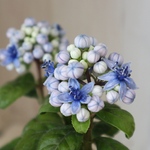 常緑アジサイ♡碧の瞳♡青い実♡紫陽花♡鉢ごと♡