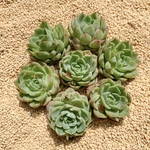 NEW韓国苗 Echeveria ライム＆チリ