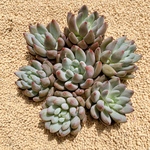 NEW 韓国苗 Pachyphytum エンジェルスフィンガー