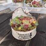 多肉植物 寄せ植え そのまま飾れる 