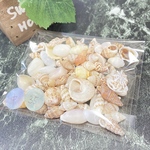 天然貝殻　シェル　アソート　素材　中-35  30g  沖縄　海