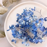 【ドライフラワー】紫陽花　ブルーグラデーション