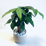 Rie様　専用　ハイドロカルチャー　●パキラ　●スーパーアレカ　小石原焼　飛びかんな　陶器　観葉植物